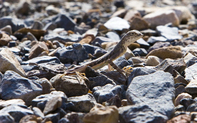 Zebra-Tailed Lizard